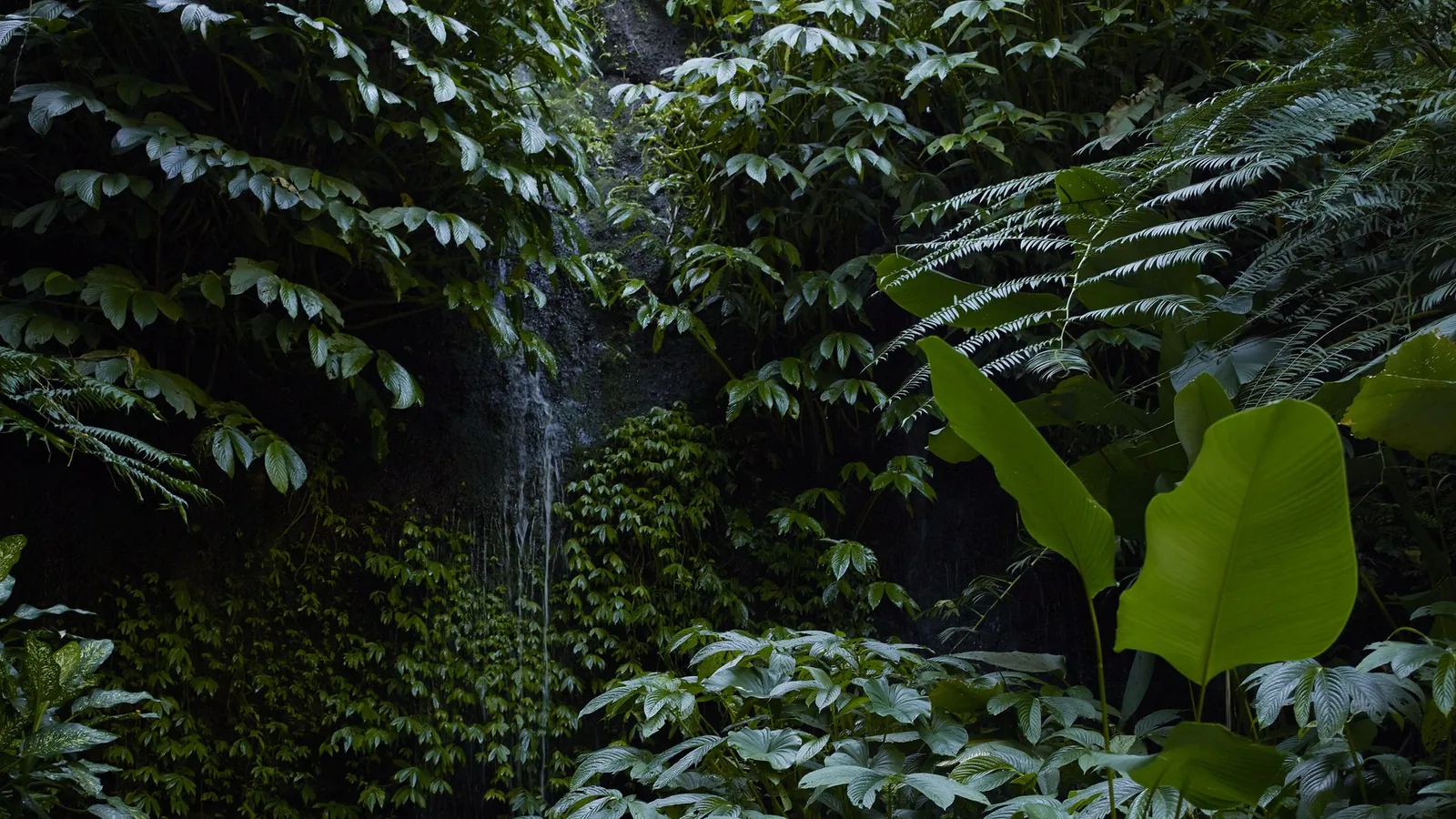 Waterfall in a lush tropical forest setting